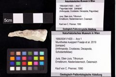 Foto (Objket + Etiketten) von Munitheites kuepperi (Fraaije et al., 2019) 